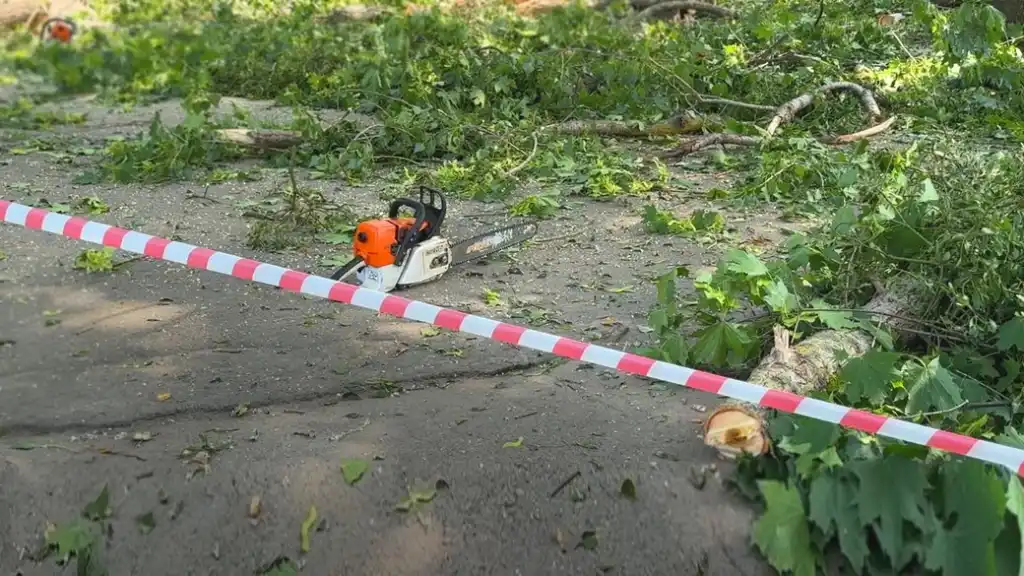 У Полтаві приберуть ще понад 100 аварійних дерев: нові заходи з відновлення зеленого фонду