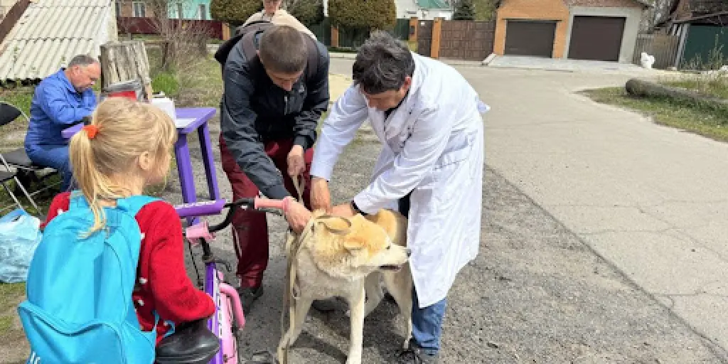 У Полтаві проведуть безплатні щеплення від сказу для собак і котів: адреси та графік