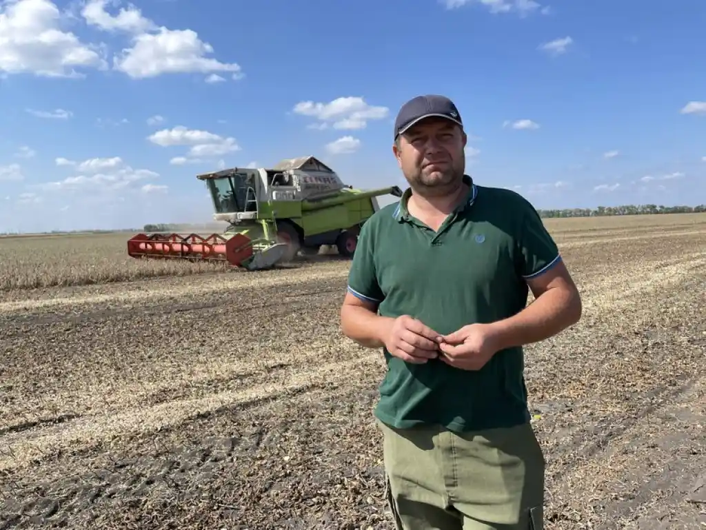На Полтавщині врожай сої скоротився на третину через посуху та приморозки