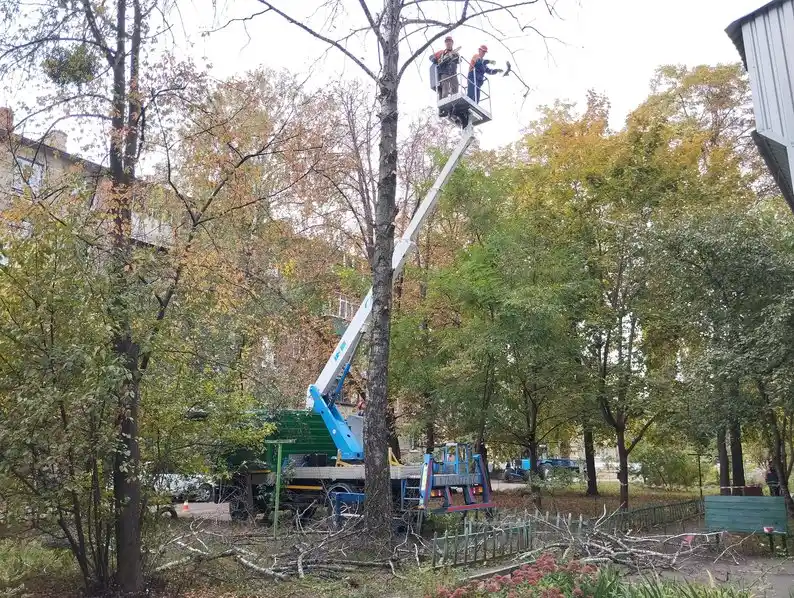 У Полтаві прискорили спилювання аварійних дерев після інциденту з травмуванням дитини
