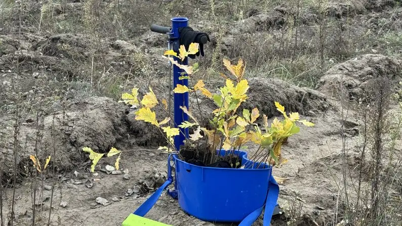 На Полтавщині лісівники висадили понад 19 тисяч дерев для укріплення берегів Ворскли