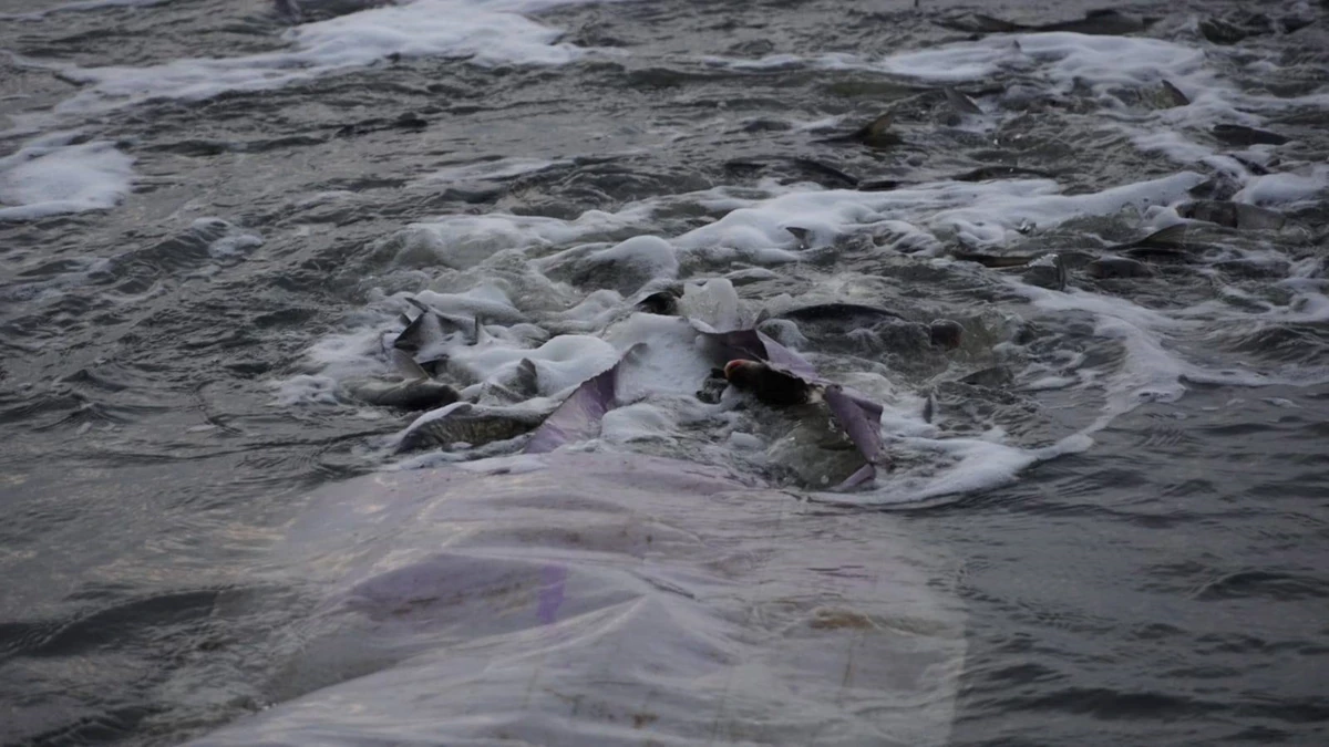 Полтавщина підсилює водні ресурси: Кременчуцьке водосховище зарибнили понад 86 тисячами товстолобів