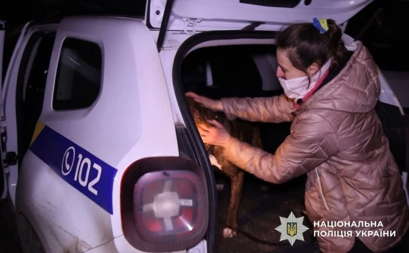 У Полтаві після експертизи повернули власнику собаку, що покусав поліцейських