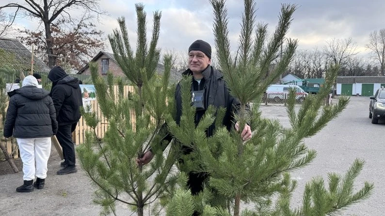 На Полтавщині стартував сезон продажу ялинок: визначальна роль висоти та стабільні ціни