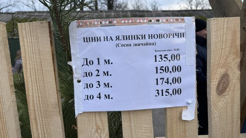 На Полтавщині стартував сезон продажу ялинок: визначальна роль висоти та стабільні ціни