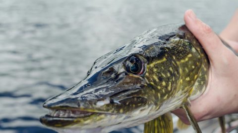 На Полтавщині стартує заборона на вилов щуки: що потрібно знати рибалкам