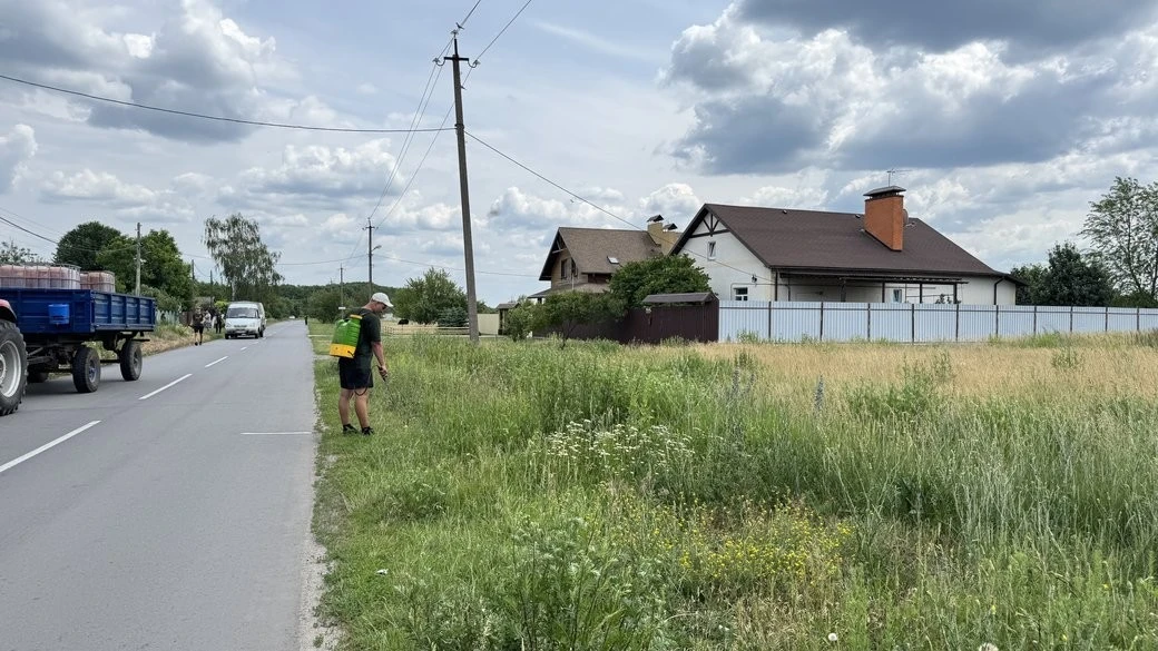 Штраф за бур’ян: жителів Полтавщини каратимуть за амброзію на подвір’ях