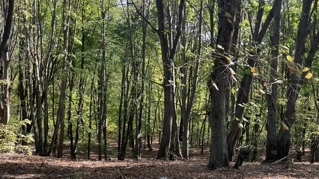 Стрибок захворюваності на хворобу Лайма на Полтавщині: симптоми, загрози та захист